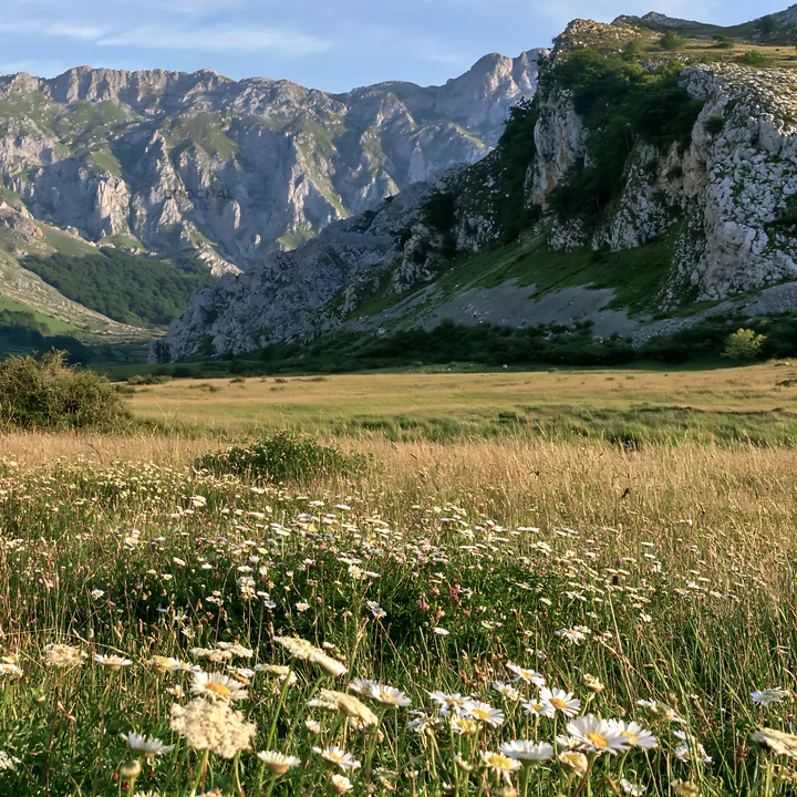 Meadow with flowers beneath rocky crags in mountainous area - AI-generated stock image
