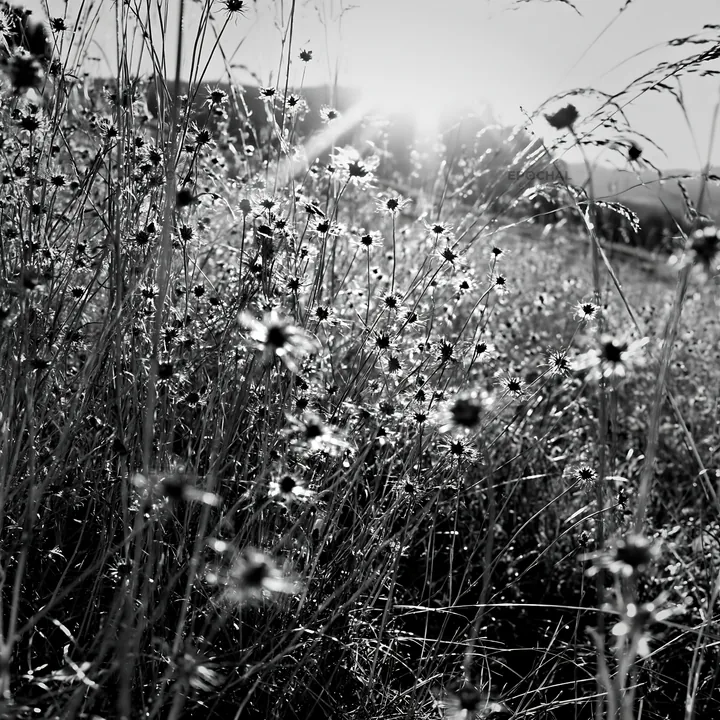 Sunbeams shining through flowers on Alpe di Siusi meadow - AI-generated stock image