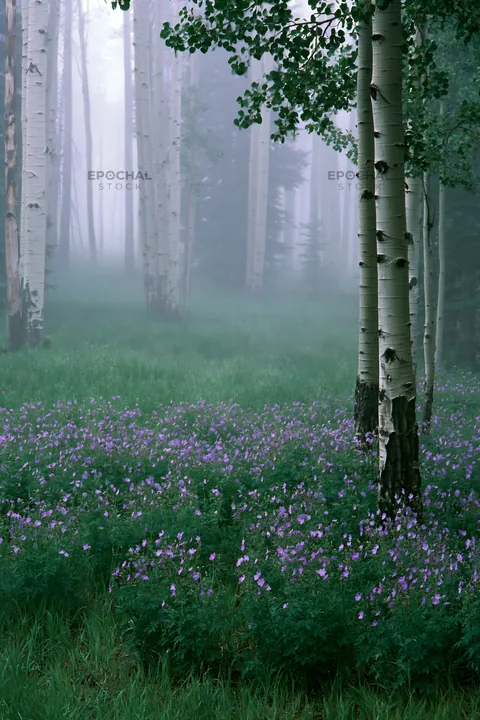 Misty forest meadow with flowers under tall trees - AI-generated stock image