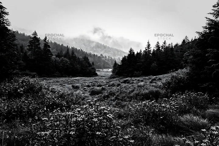 Misty forest meadow with dense trees and fog - AI-generated stock image