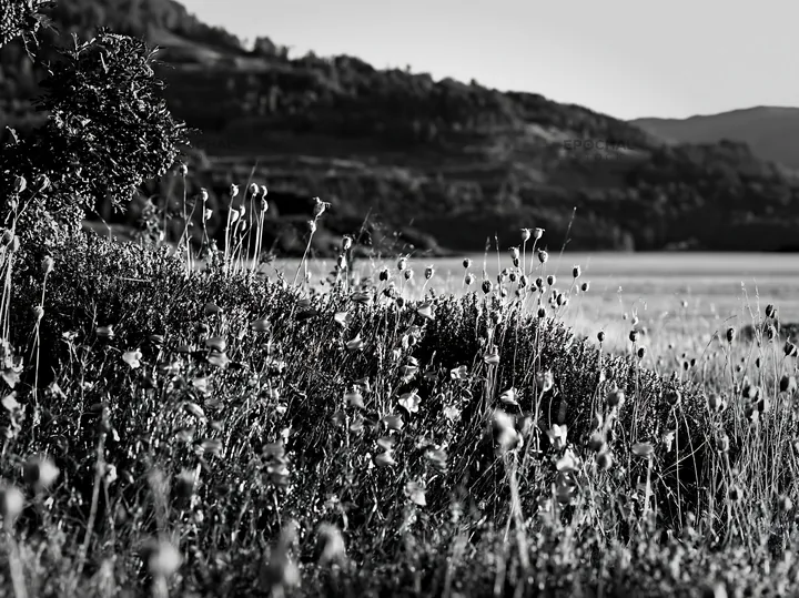Fjord meadow with flowers and hills under clear sky - AI-generated stock image