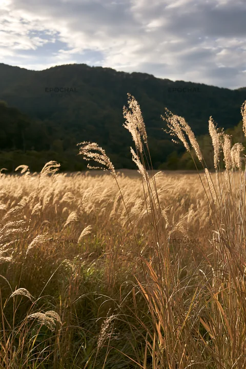 Meadow in Aichi with autumn seedheads foreground - AI-generated stock image