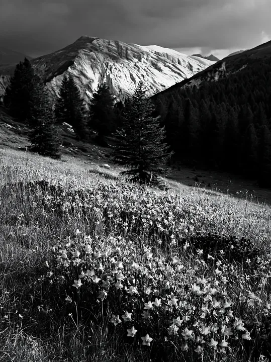 Campion bellflower meadow with mountains in the background - AI-generated stock image