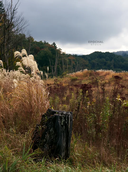 Fukushima meadow with weathered stump and grassland scenery - AI-generated stock image