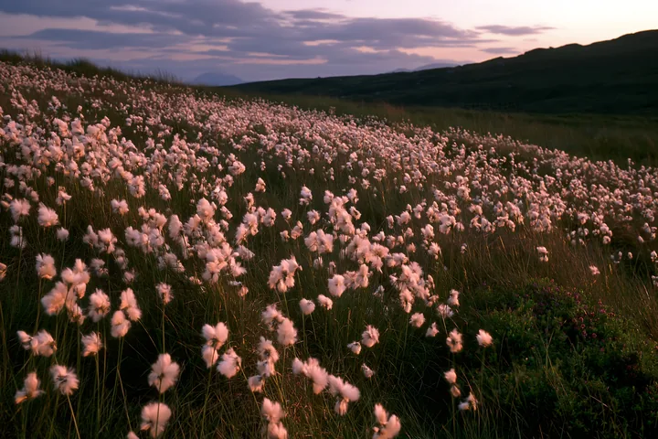 Cottongrass meadow at dusk in a natural landscape - AI-generated stock image