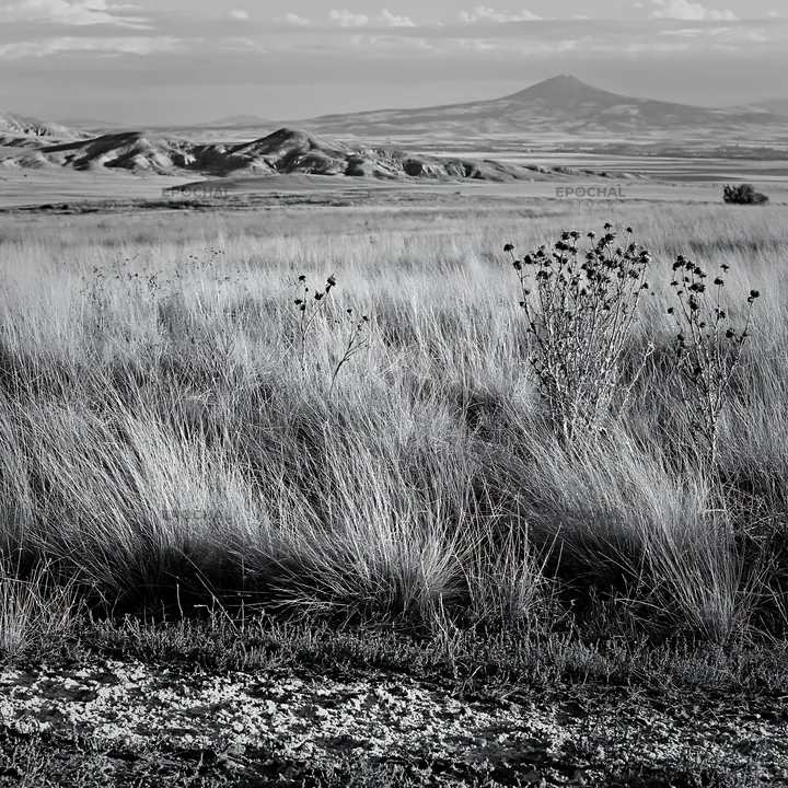 Black and white drought-tolerant meadow with hills and distant mountains - AI-generated stock image
