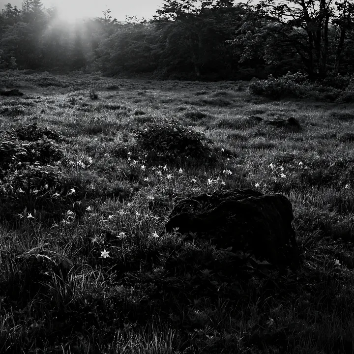 Aomori climate resilient meadow with boulder at sunset - AI-generated stock image