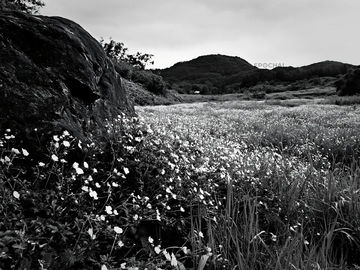 Meadow in Aomori with flowers and boulder under cloudy sky - AI-generated stock image