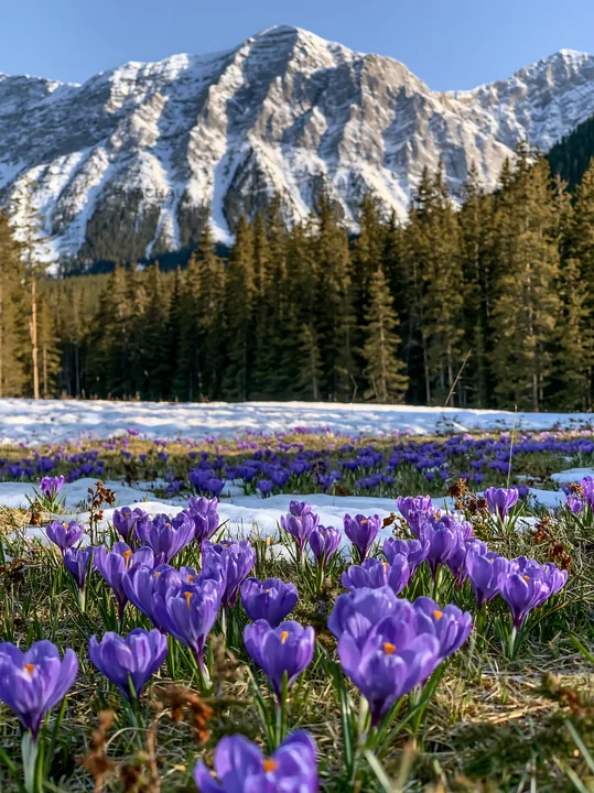 Meadow with purple flowers beneath mountain crags - AI-generated stock image