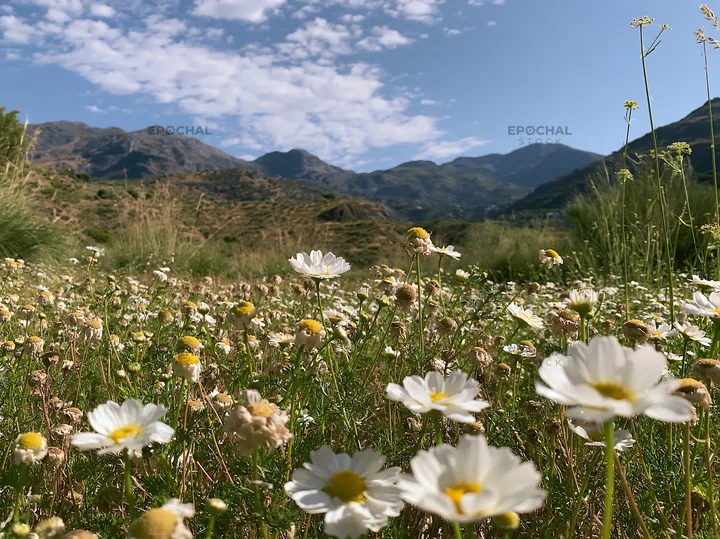 Chamomile meadow with mountains under blue sky - AI-generated stock image