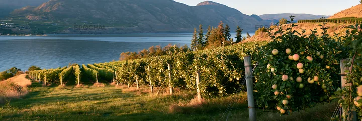 Fjord orchard meadow view by the lake at sunset - AI-generated stock image