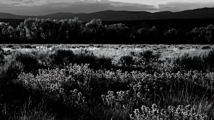 Sagebrush meadow light during evening hours - AI-generated stock image