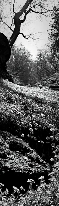 Miyagi spring recovery meadow mossy stone in black and white - AI-generated stock image