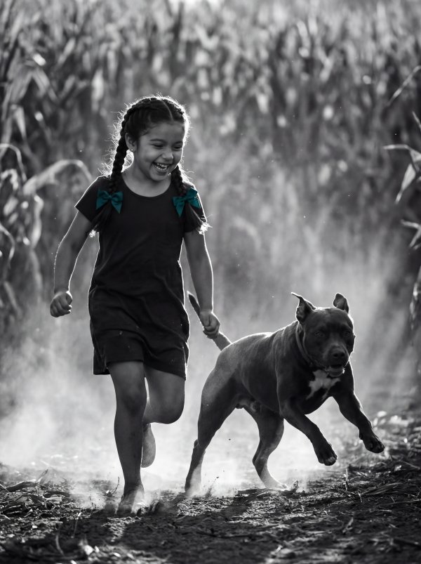 Girl runs with dog in cornfield during sunny day - stock photo