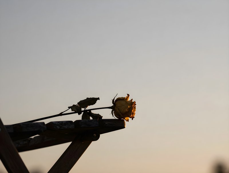 Dried flower placed on a wooden surface at sunset Free Premium Stock Image - stock photo