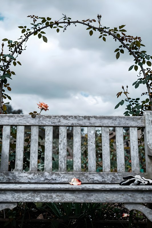 Bench under an arch of climbing plants in a garden Free Premium Stock Photo - stock photo