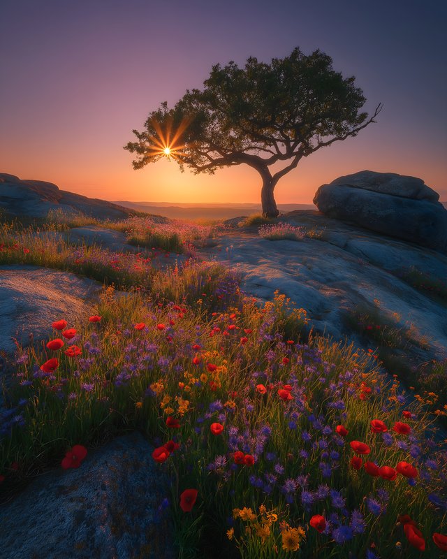 Sunrise over flowers and trees on rocky landscape Free Premium Stock Photo - stock photo