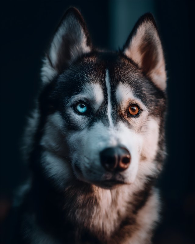 Siberian husky with blue and brown eyes in close-up shot Free Premium Stock Photo - stock photo