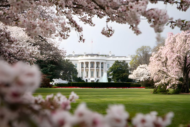 Cherry blossoms bloom near White House in spring season Free Premium Stock Photo - stock photo