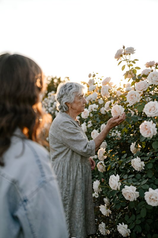 Woman picks white roses at sunset in flower garden Premium Stock Photo - stock photo
