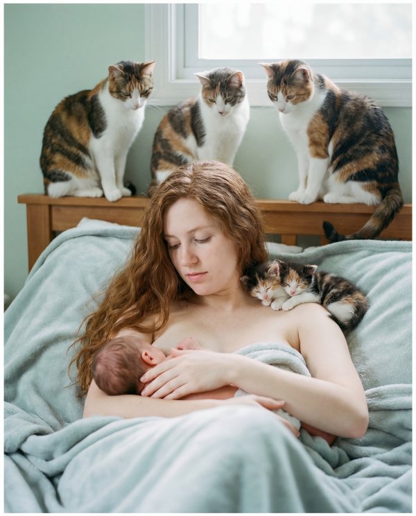 Mother and newborn baby with four cats on a bed Premium Stock Image - stock photo