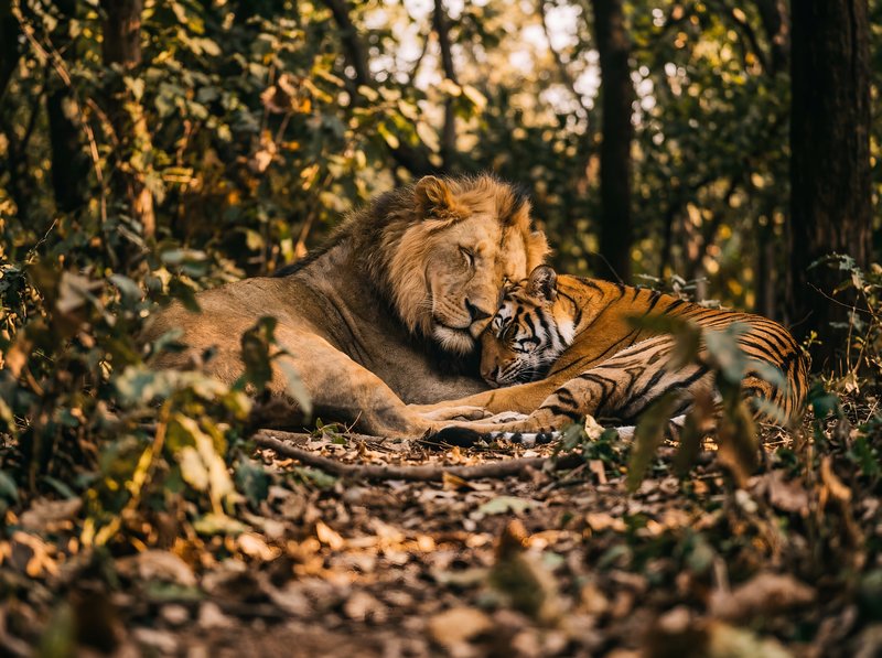 Lions and tigers resting together in the forest Premium Stock Photo - stock photo