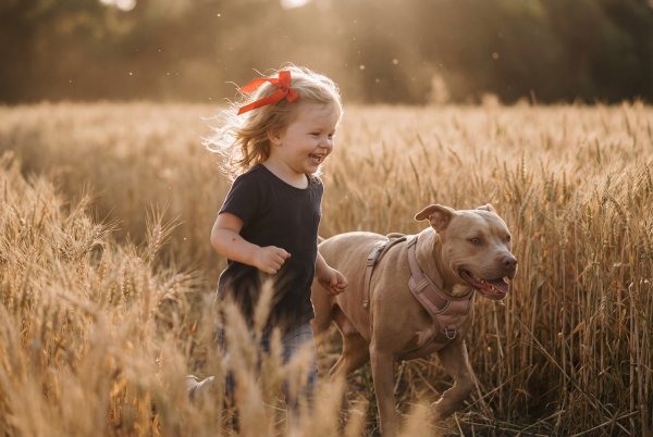 Child runs with dog in golden field during sunset hours - stock photo